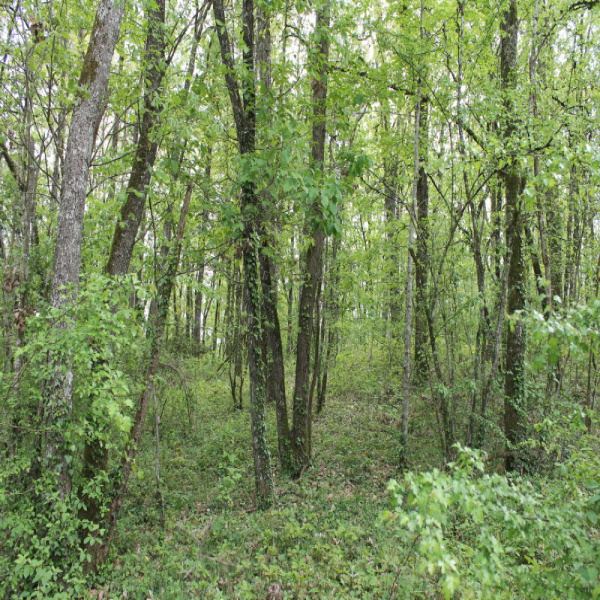 Offres de vente Terrain Lizac 82200